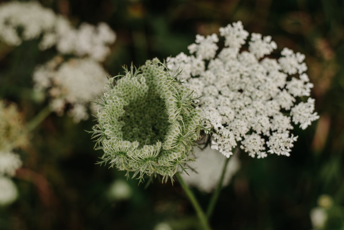 Closeup Photo of White Queen Anne's Lace Flower