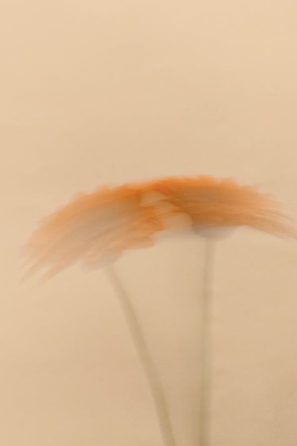 Motion Blur of Daisy Flowers